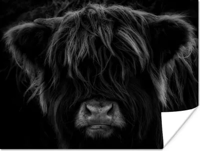 Produktbild von MuchoWow® Poster Schottischer Highlander - Kuh - Schwarz - Weiß - Porträt 120x90 cm - Wandbild