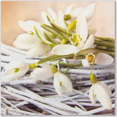 Produktbild von 20 Servietten Snowdrops - Schneeglöckchen 33x33cm