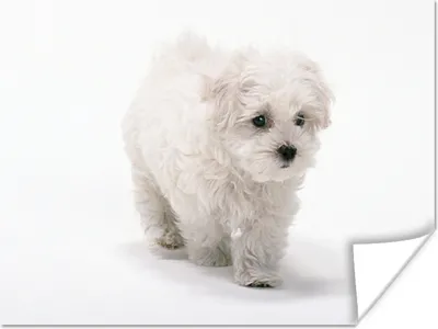 Produktbild von MuchoWow® Poster Niedlicher kleiner Malteserhund 160x120 cm - Foto Plakat