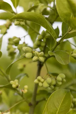 Produktbild von Euonymus planipes, Spindelstrauch, 40–60 cm