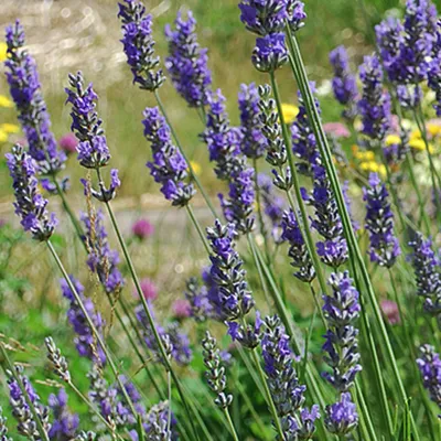 Obrázok produktu pre 6 x provensálsky levanduľa  - Lavandula intermedia 'Grosso'  | Kvetináč 9 cm x 9 cm