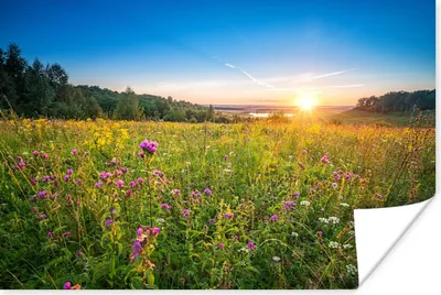 Produktbild von MuchoWow® Poster Sonne - Gras - Blumen 90x60 cm - Schlafzimmer