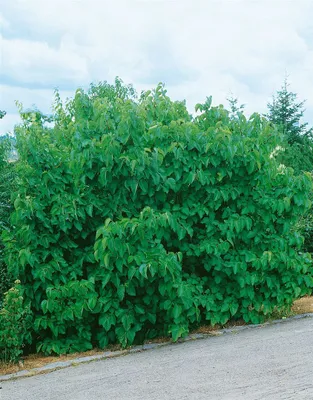 Produktbild von Morus nigra 'Jerusalem', Schwarze Maulbeere, 50–60 cm