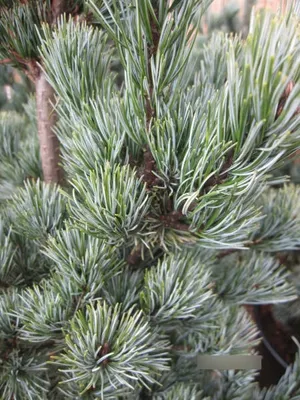 Produktbild von Pinus parviflora Rujujin - Zwerg-Mädchenkiefer Rujujin