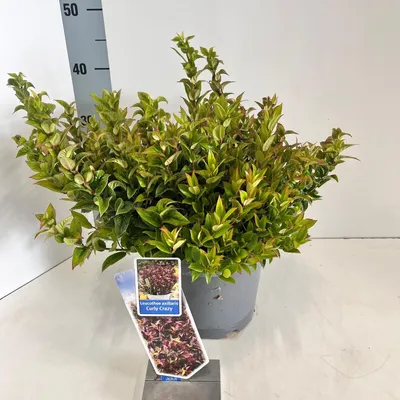 Produktbild von Leucothoe axillaris ‘Curly Crazy’® - Traubenmyrte | 20-25 cm im Topf