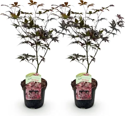 Image de Green boutiQ - Terrasplant - Japanse Esdoorn - Acer palmatum Bloodgood - Rood - 2 Planten - Bladverliezend - Pot 19cm Hoogte 70cm