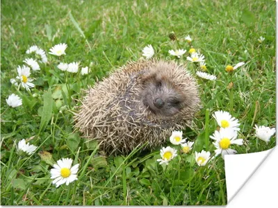 Produktbild von MuchoWow® Poster Schlafender Igel 160x120 cm - Foto Plakat