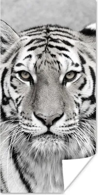 Produktbild von MuchoWow® Poster Tiger - Natur - Schwarz - Weiß 60x120 cm - Wandschmuck