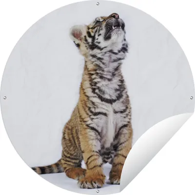 Produktbild von MuchoWow® Gartenposter Outdoor-Poster Rund Tiger - Jungtier - Weiß Ø 60 cm Gartendeko Rundes Poster draußen