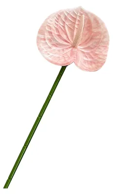 Produktbild von Künstliche Anthurie, 62 cm (24,4 Zoll), realistische Haptik, für DIY-Hochzeitssträuße, Blumenarrangements, Brautpartys und Tischdekorationen