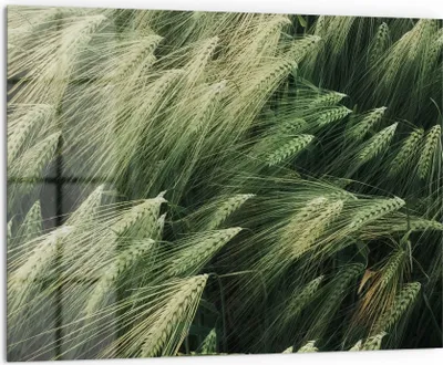 Produktbild von DEQORI Küchenrückwand Glas 80x60 cm 'Getreidefeldidylle' Spritzschutz Bad Rückwand Küche