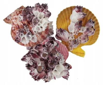 Immagine prodotto di Decorazioni acquario, conchiglie decorative Pecten e Barnacles naturali, accessori per acquario e rifugi per pesci