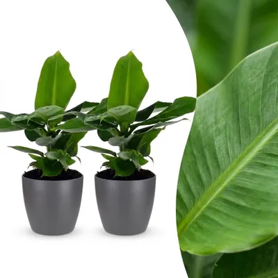 Imagen del producto de Musa Oriental Dwarf - Plátano enano - 2 plantas - con maceta gris - 30cm - Ø12cm