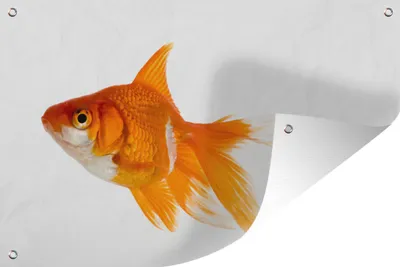 Produktbild von MuchoWow® 60x40 cm Outdoor-Poster Gartendeko Sichtschutz Garten Poster für den Garten  Goldfisch - Fisch - Weiß