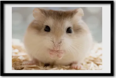 Produktbild von Bild 60x40 MDF-Rahmen, Wandkunst Hamster