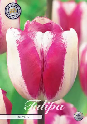 Artikelbild 2 von 'Tulpe Hotpants (10 Stück)' aus der Kategorie Tulpenzwiebeln