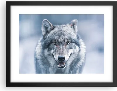 Produktbild von Gerahmtes Poster - Schwarzer Rahmen - Wolf Raubtier Wildheit - 40x30 cm - Wand Bild - Wanddeko - Wandbilder - Kunstposter - Wandposter - Bilderrahmen - Bilder - Kunstdruck - P2BAA40x30-5073