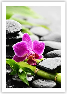 Produktbild von Poster - Poster ohne Rahmen - Pflanze Steine Bambus Spa - 50x70 cm - Wand Bild - Wanddeko - Wandbilder - Kunstposter - Wandposter - Bilder - Kunstdruck - Wanddekoration - Wandbild - P2XPA50x70-2681