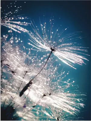 Produktbild von ARTland Wandbild Alu für Innen & Outdoor Pusteblume Kristallschirmchen Größe: 45x60 cm