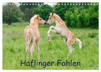 Produktbild von Haflinger Fohlen (Wandkalender 2027 DIN A4 quer), CALVENDO Monatskalender