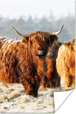 Produktbild von MuchoWow® Poster Schottische Highlander - Schnee - Wald 20x30 cm - Papierdruck