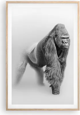 Produktbild von Gerahmtes Poster - Rahmen in heller Eiche - Orang-Utan Tier - 61x91,5 cm - Wand Bild - Wanddeko - Wandbilder - Kunstposter - Wandposter - Bilderrahmen - Bilder - Kunstdruck - Wandbild P2NPA61x91-4105