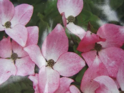 Produktbild von Cornus kousa Pévé Satomi Compact - Chinesischer Blumenhartriegel 40-60