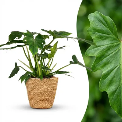 Image de Green boutiQ - Plante d'intérieur - Philodendron - Philodendron Lacerum - Vert - Peu d'entretien - 1 plante - avec panier - Pot de 19 cm - Hauteur 65 cm
