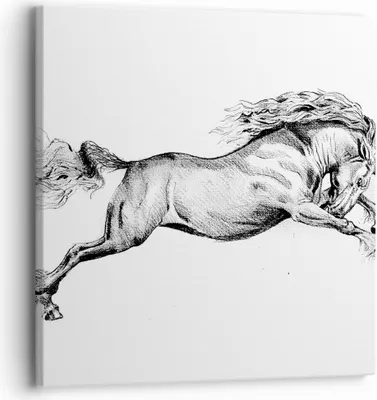 Produktbild von Bild auf Leinwand - Leinwandbild - Einteilig - Pferd Zeichnung Bleistift - 30x30cm - Wand Bild - Wanddeko - Wandbilder - Leinwanddruck - Bilder - Wanddekoration - Leinwand bilder - AC30x30-4906