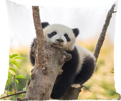 Produktbild von MuchoWow® Zierkissen Sofakissen Wohnzimmer Dekokissen 45x45 cm Panda - Baum - Licht - Schlafpolster - Polster für das Sofa