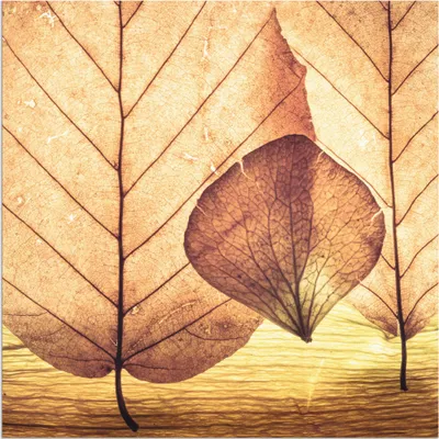 Produktbild von ARTland Wandbild Alu für Innen & Outdoor Losgelöst Größe: 50x50 cm