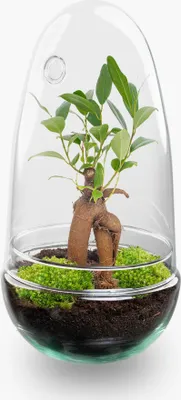 Produktbild von Flaschengarten - Egg - Pflanzen im Glas - ↑ 25 cm