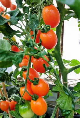 Produktbild von Tomate Oringa F1 Oliventomate