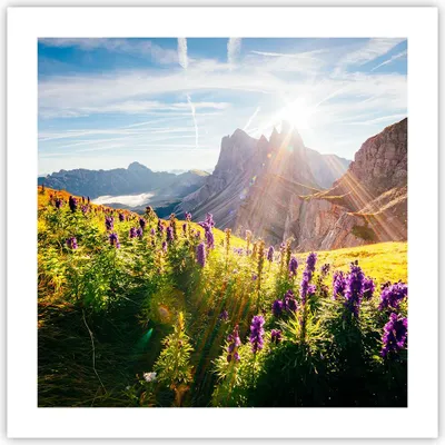 Produktbild von Poster - Poster ohne Rahmen - Berge Wiese Blumen - 50x50 cm - Wand Bild - Wanddeko - Wandbilder - Kunstposter - Wandposter - Bilder - Kunstdruck - Wanddekoration - Wandbild - P2XAC50x50-4008
