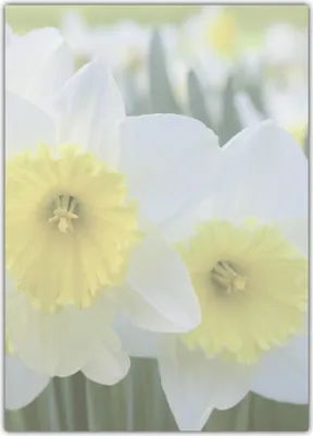 Produktbild von Blumen Ostern Motivpapier Briefpapier schöne weiß-gelbe Narzissen Osterglocken (MPA-5194, DIN A4, 100 Blatt)