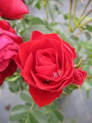 Produktbild von Rosa Manora ® - Beetrose Manora ® - Tantau Rose