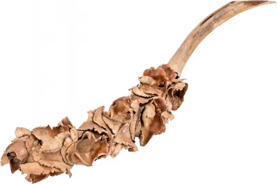Produktbild von Nussblüten-Zweig in Natur, Größe ca. 25-40cm | Dekozweig