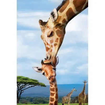 Produktbild von EUROGRAPHICS Puzzle Rettet unseren Planeten: Giraffen XL 250 Teile