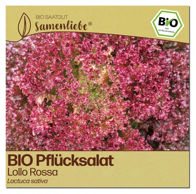 Produktbild von Samenliebe  Salat Samen | Lollo Rossa - rot & stark gekraust - samenfestes  Saatgut