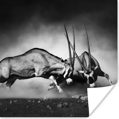 Produktbild von MuchoWow® Poster Antilope - Schwarz und weiß - Porträt - Wildtiere - Tiere 50x50 cm - Wohnzimmerdekoration