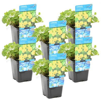 Produktbild von 6er Set - Lysimachia Nummularia - Münzkraut - Pfennigkraut - Teichpflanzen Winterhart - Wasserpflanzen - Zone 1-2 - Höhe 10-20 cm - Topf 9 cm
