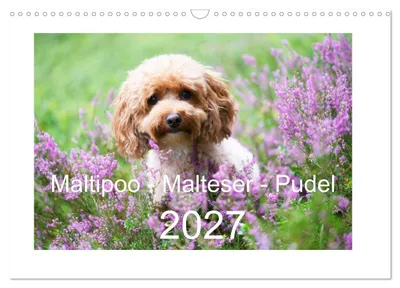 Produktbild von Maltipoo - Malteser -Pudel (Wandkalender 2027 DIN A3 quer), CALVENDO Monatskalender