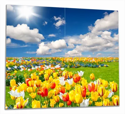 Produktbild von Wallario Herdabdeckplatte aus Glas, Größe 60 x 52 cm 2-teilig, Motiv Tulpenwiese unter blauem Himmel