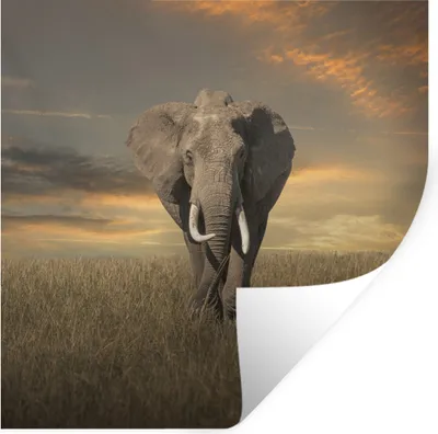 Produktbild von MuchoWow® Wandtattoo Wandsticker Wandaufkleber Elefant - Tiere - Gras - Natur 50x50 cm Selbstklebend und Repositionierbar - Selbstklebend - Fototapeten