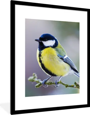 Produktbild von MuchoWow® Gerahmtes Poster Kohlmeise - Vogel - Zweig 60x80 cm - Poster mit Schwarzem Bilderrahmen Wandposter Rahmen Foto Bilder - Wohnzimmer - Dekorationen - Prämie