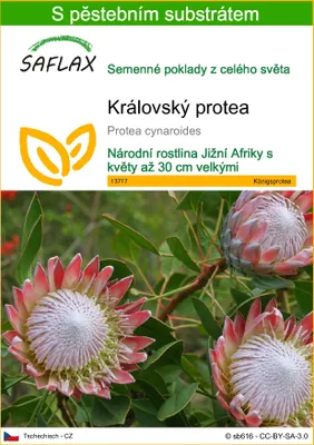 Obrázek produktu pro SAFLAX - královský protea - Protea cynaroides - 5 Semena - S pěstebním substrátem bez klíčků