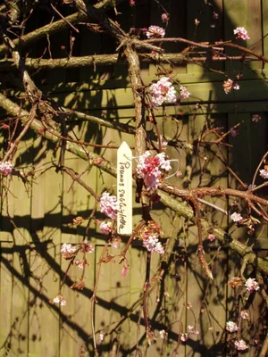 Produktbild von Pflanzschilder aus Holz mit Eisendraht l H10cm Satz mit 15 Stück