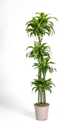 Obrázek produktu pro Dracaena deremensis Dorado – pokojová rostlina Ø 27 cm ↕ 180 cm – nenáročná zelená rostlina do obývacího pokoje, kanceláře a na světlá místa