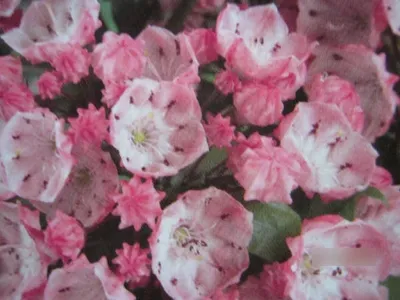 Produktbild von Lorbeerrose - Berglorbeer Pink Frost - Kalmia latifolia Pink Frost - 30-40cm