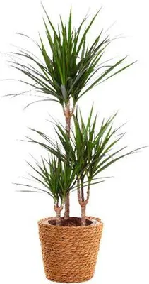 Zdjęcie produktu dla Drzewo smocze (Dracaena marginata) – roślina doniczkowa, średnica 21 cm, wysokość 95 cm, łatwa w pielęgnacji, dekoracyjna